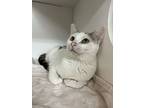 Ms. Rachel, Domestic Shorthair For Adoption In Seville, Ohio