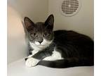 Bok Choy, Domestic Shorthair For Adoption In Seville, Ohio