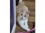 Oatmeal, Domestic Shorthair For Adoption In Greensburg, Pennsylvania