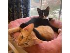 Mike, Domestic Shorthair For Adoption In Greensburg, Pennsylvania