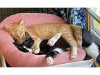 Mully, Domestic Shorthair For Adoption In Greensburg, Pennsylvania
