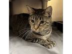 Brooke, Domestic Shorthair For Adoption In Merriam, Kansas