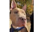 Penny, American Pit Bull Terrier For Adoption In Yonkers, New York