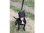 Marina, American Pit Bull Terrier For Adoption In Yonkers, New York