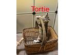 Tortie, Calico For Adoption In Miami, Oklahoma