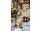 Sparrow, Domestic Shorthair For Adoption In Miami, Oklahoma