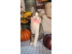 Meadow, Abyssinian For Adoption In Miami, Oklahoma