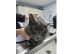 Blitzen, Domestic Mediumhair For Adoption In Kingston, New York