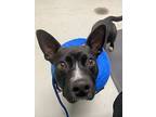 Dave, Labrador Retriever For Adoption In Kingston, New York