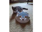 Mini, American Shorthair For Adoption In Turnersville, New Jersey