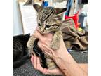 Poseidon, Domestic Shorthair For Adoption In Mississauga, Ontario, Ontario