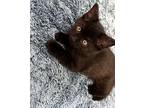 Athos, Domestic Shorthair For Adoption In Mississauga, Ontario, Ontario