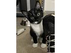 Brody Malone- In Foster, Domestic Shorthair For Adoption In Danielsville