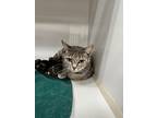 Trixie- In Foster, Domestic Shorthair For Adoption In Danielsville, Georgia