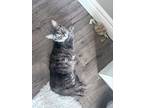 Athena, Domestic Mediumhair For Adoption In Mississauga, Ontario, Ontario