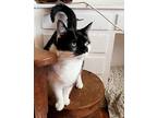 Mollie H., Domestic Shorthair For Adoption In Buhl, Idaho