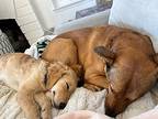 Rosie, Golden Retriever For Adoption In Los Angeles, California