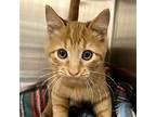 Colbie, Domestic Shorthair For Adoption In Yankton, South Dakota