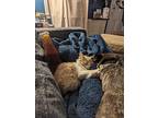 Apricot, Domestic Mediumhair For Adoption In Bolton, Connecticut