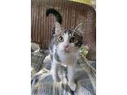 Missy, Domestic Shorthair For Adoption In Burleson, Texas