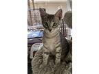 Timmy, Tabby For Adoption In Burleson, Texas
