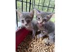 Tommy, Tabby For Adoption In Burleson, Texas