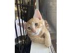 Toby, Tabby For Adoption In Burleson, Texas