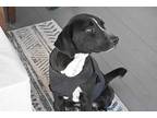 River, Labrador Retriever For Adoption In Matawan, New Jersey