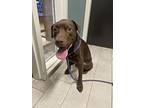 Carver, Labrador Retriever For Adoption In Dickson, Tennessee