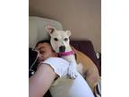 Luna, American Pit Bull Terrier For Adoption In Shrewsbury, New Jersey