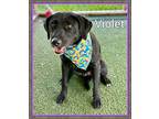 Violet (also See Sequoia), Labrador Retriever For Adoption In Holly Springs