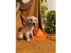 Golden Boy, Golden Retriever For Adoption In Torrance, California