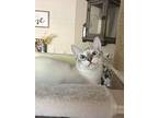Simon, Siamese For Adoption In Goodyear, Arizona