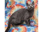 Tourmaline, Domestic Shorthair For Adoption In Raleigh, North Carolina