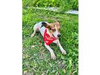 Bristol, Jack Russell Terrier For Adoption In Chilliwack, British Columbia