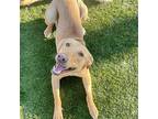 Angelique, Labrador Retriever For Adoption In Scottsdale, Arizona