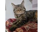 Bree, Domestic Shorthair For Adoption In Lyons, New York