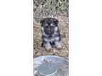 German Shepherd Puppy for Sale