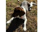 Brittany Spaniel Half Beagle