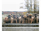 Great Dane PUPPY FOR SALE ADN-841669 - Gorgeous AKC Great Dane Puppies