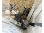 French Bulldog PUPPY FOR SALE ADN-841661 - Dominos litter