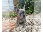French Bulldog PUPPY FOR SALE ADN-841601 - Dolly
