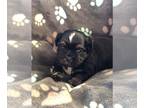 Shih Tzu PUPPY FOR SALE ADN-841600 - CKC registered shih tzu