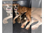 Boxer PUPPY FOR SALE ADN-841599 - Boxer Puppies