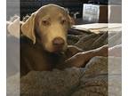 Labrador Retriever PUPPY FOR SALE ADN-841587 - AKC Silver Labrador Retriever
