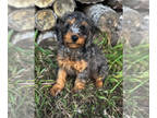 Bernedoodle (Miniature) PUPPY FOR SALE ADN-841584 - Mini bernedoodles