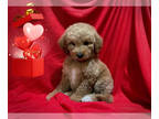 Goldendoodle (Miniature) PUPPY FOR SALE ADN-841565 - BEAUTIFUL GOLDENDOODLE PUPS