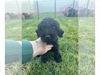Labradoodle PUPPY FOR SALE ADN-841550 - Adorable Labradoodles