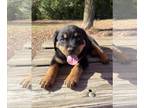 Rottweiler PUPPY FOR SALE ADN-841547 - Rowdy Rotties Ready to Roll
