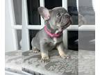 French Bulldog PUPPY FOR SALE ADN-841536 - Isabellachocolate